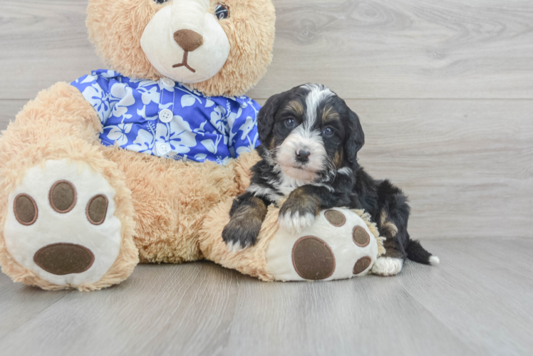 Meet Jasmin - our Mini Bernedoodle Puppy Photo 1/3 - Puppy Love PR Best Mini Bernedoodle Baby