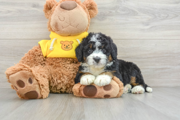 Meet Jasmin - our Mini Bernedoodle Puppy Photo 1/3 - Puppy Love PR Sweet Mini Bernedoodle Baby