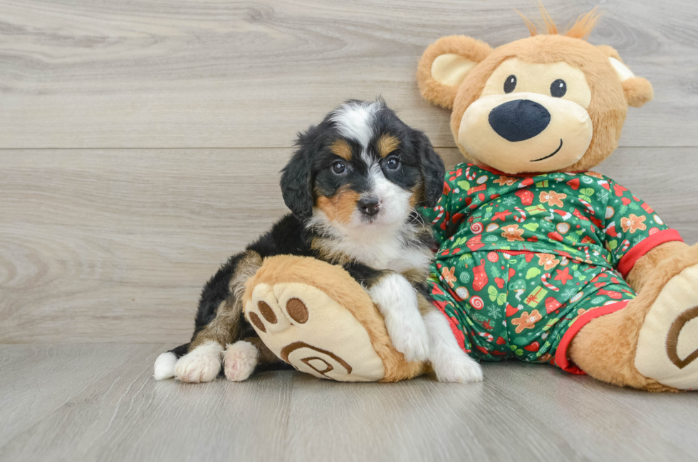 5 week old Mini Bernedoodle Puppy For Sale - Puppy Love PR