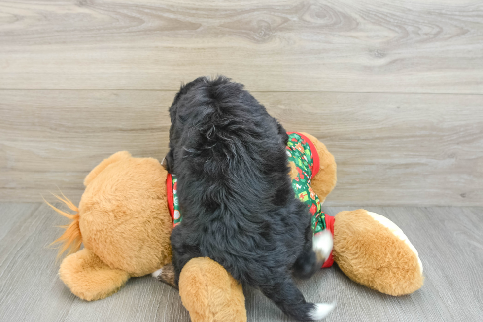 Petite Mini Bernedoodle Poodle Mix Pup