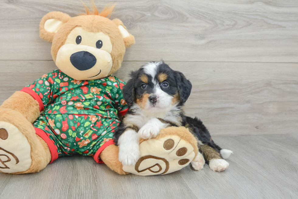 Cute Mini Bernedoodle Baby