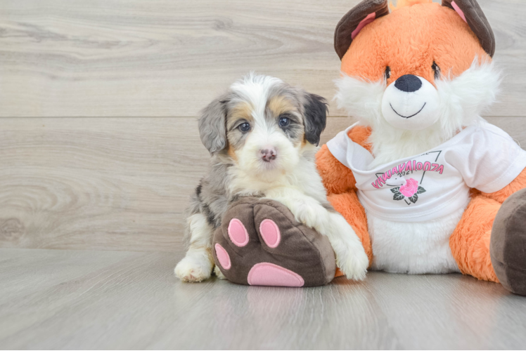 Mini Bernedoodle Pup Being Cute