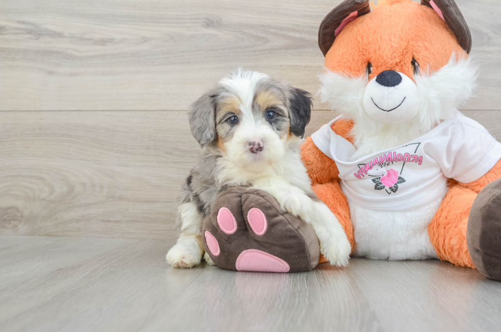 5 week old Mini Bernedoodle Puppy For Sale - Puppy Love PR