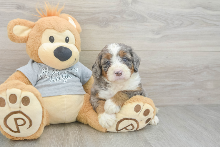 Best Mini Bernedoodle Baby
