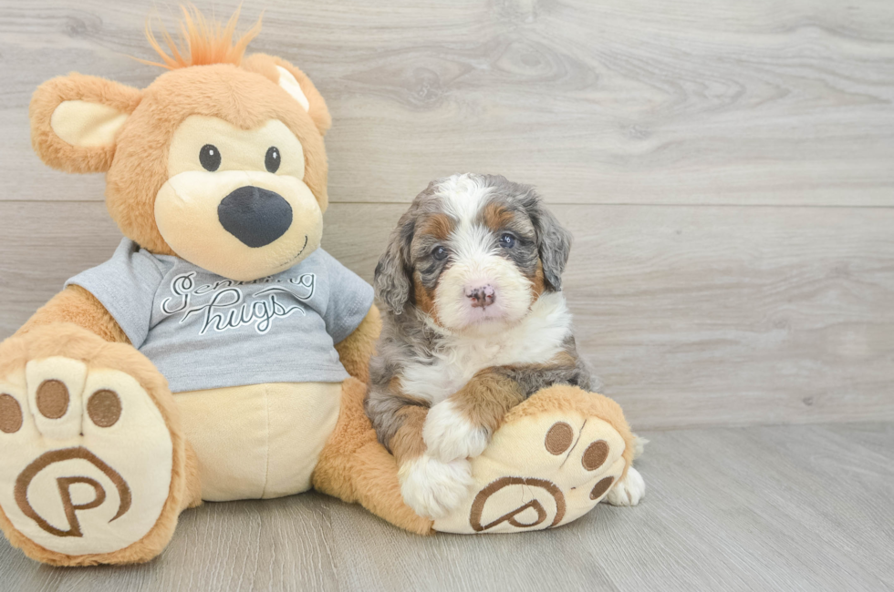 5 week old Mini Bernedoodle Puppy For Sale - Puppy Love PR