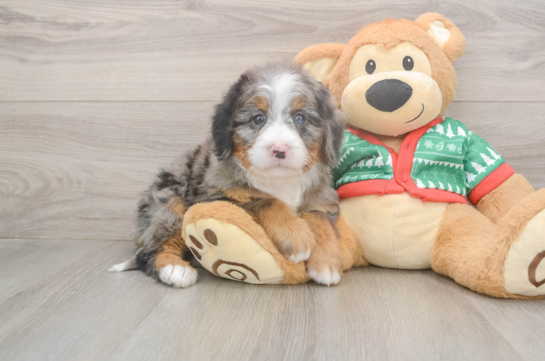 Popular Mini Bernedoodle Poodle Mix Pup