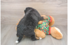 Mini Bernedoodle Puppy for Adoption