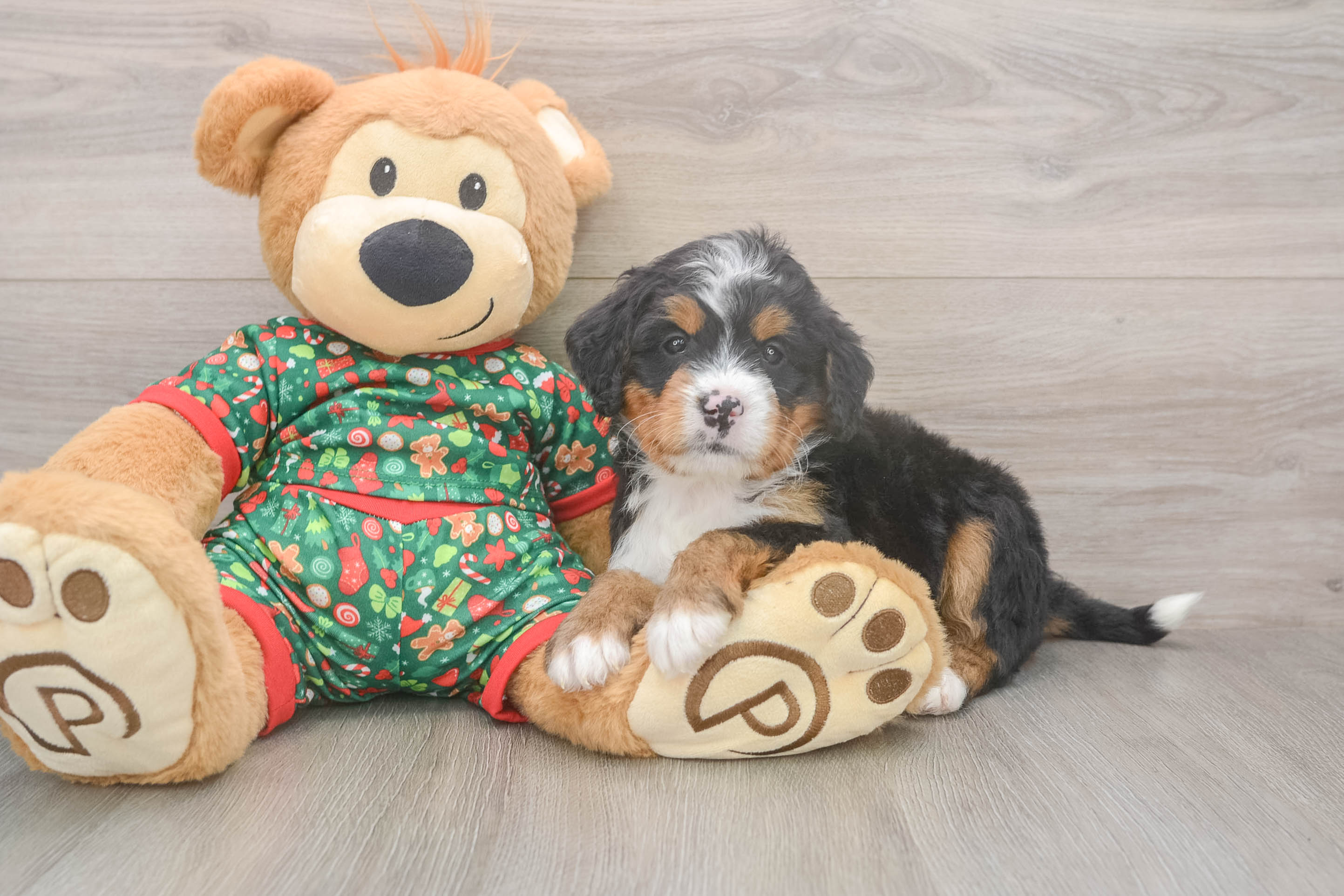 Cute Mini Bernedoodle Baby
