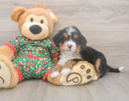 7 week old Mini Bernedoodle Puppy For Sale - Puppy Love PR