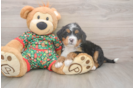 Cute Mini Bernedoodle Baby