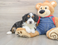 6 week old Mini Bernedoodle Puppy For Sale - Puppy Love PR