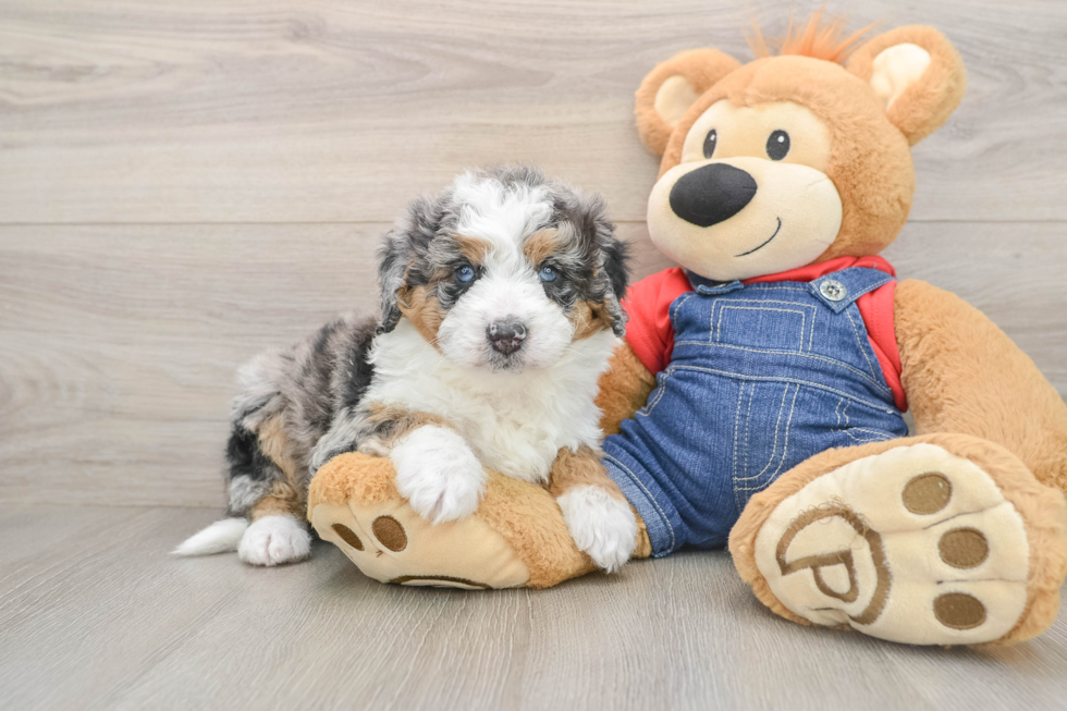 Small Mini Bernedoodle Baby