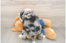 Happy Mini Bernedoodle Baby