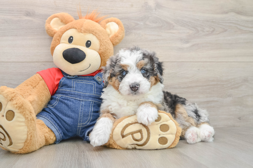 Best Mini Bernedoodle Baby