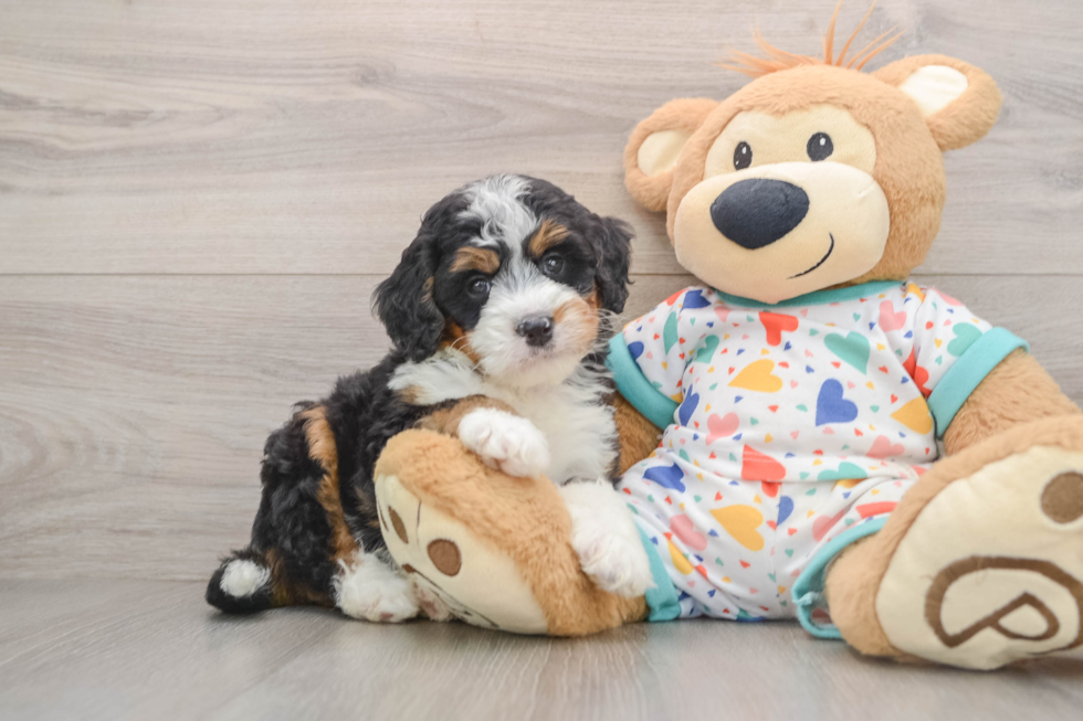 Mini Bernedoodle Pup Being Cute
