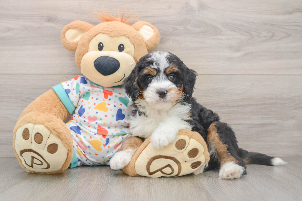 Adorable Bernese Doodle Poodle Mix Puppy