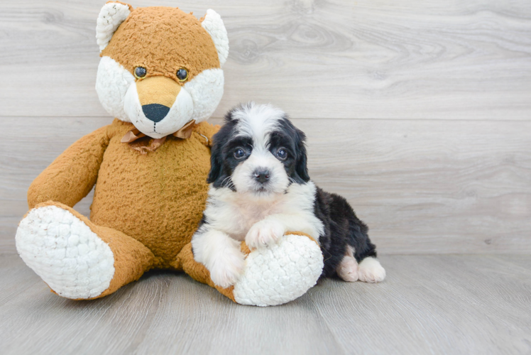 Meet Jasmin - our Mini Bernedoodle Puppy Photo 1/3 - Puppy Love PR Best Mini Bernedoodle Baby