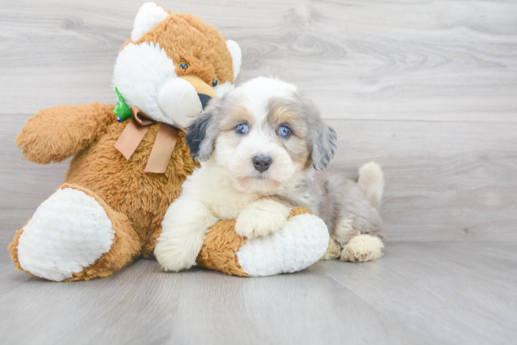 Cute Bernadoodle Poodle Mix Puppy