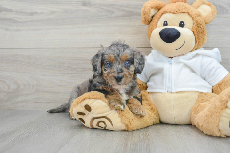 Meet Jayla - our Mini Bernedoodle Puppy Photo 1/3 - Puppy Love PR Little Bernadoodle Poodle Mix Puppy