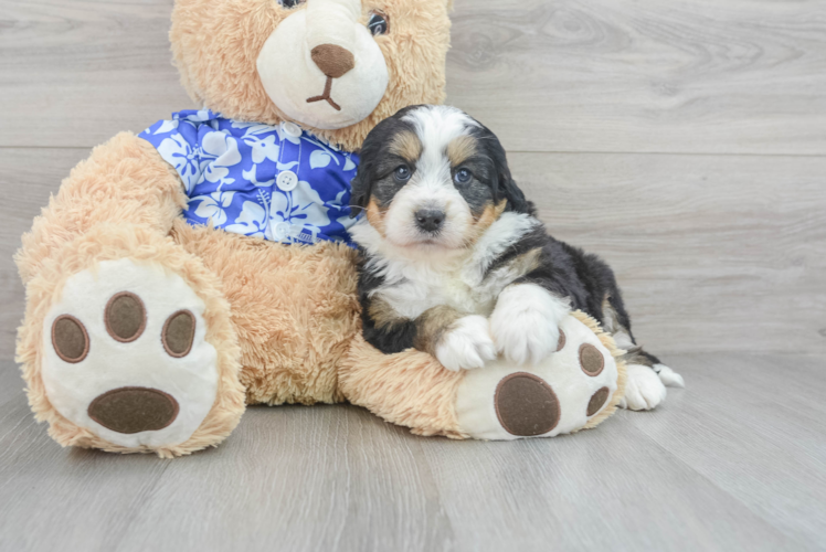 Meet Jayla - our Mini Bernedoodle Puppy Photo 1/3 - Puppy Love PR Mini Bernedoodle Pup Being Cute