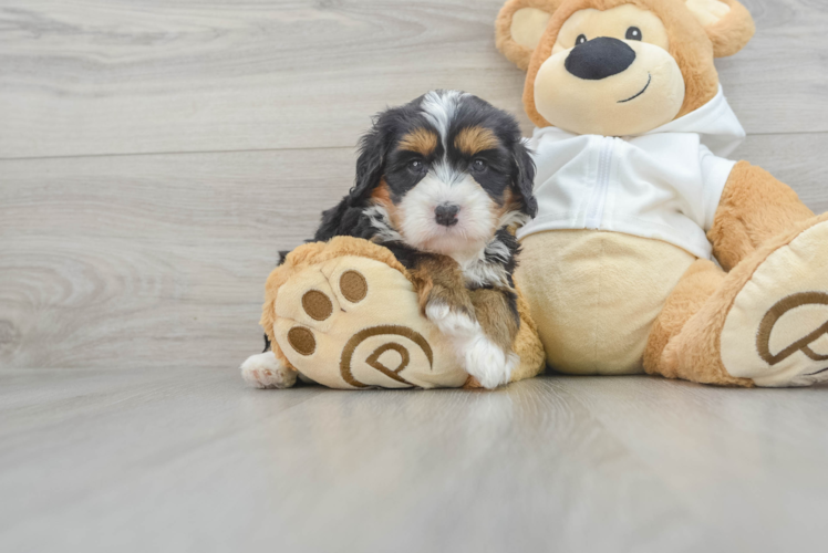 Meet Jayla - our Mini Bernedoodle Puppy Photo 1/3 - Puppy Love PR Best Mini Bernedoodle Baby