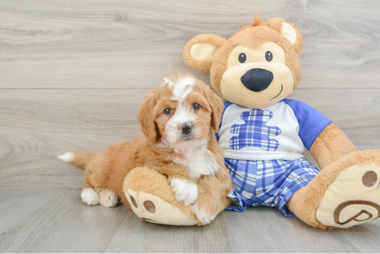 Mini Bernedoodle Puppy for Adoption