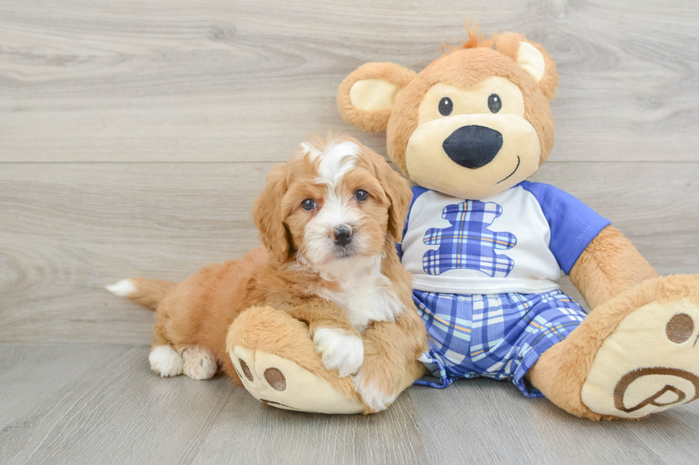 Mini Bernedoodle Puppy for Adoption