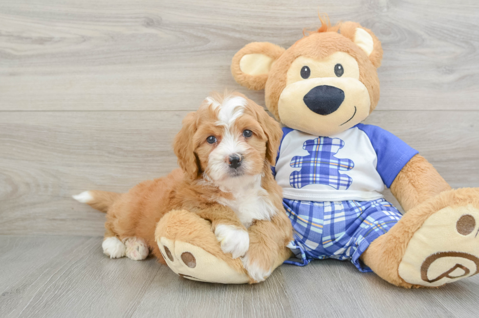 6 week old Mini Bernedoodle Puppy For Sale - Puppy Love PR