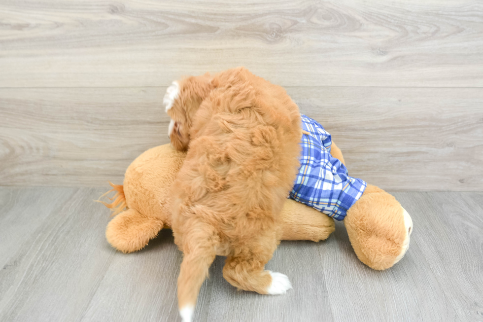 Mini Bernedoodle Pup Being Cute