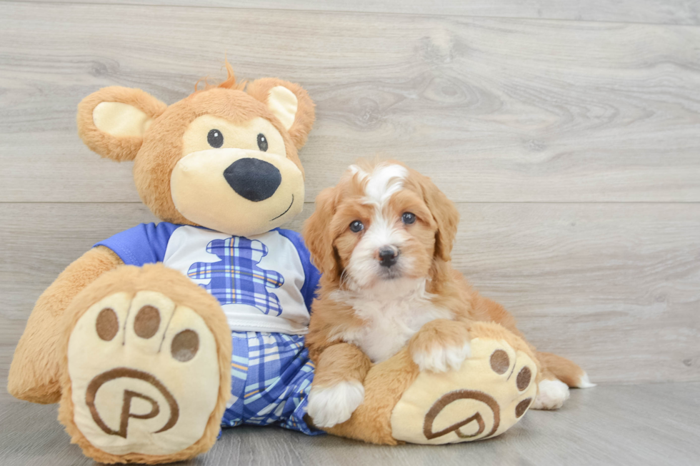 Little Mini Berniedoodle Poodle Mix Puppy