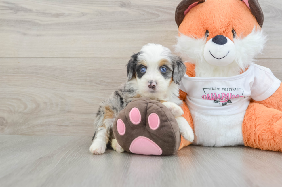 5 week old Mini Bernedoodle Puppy For Sale - Puppy Love PR