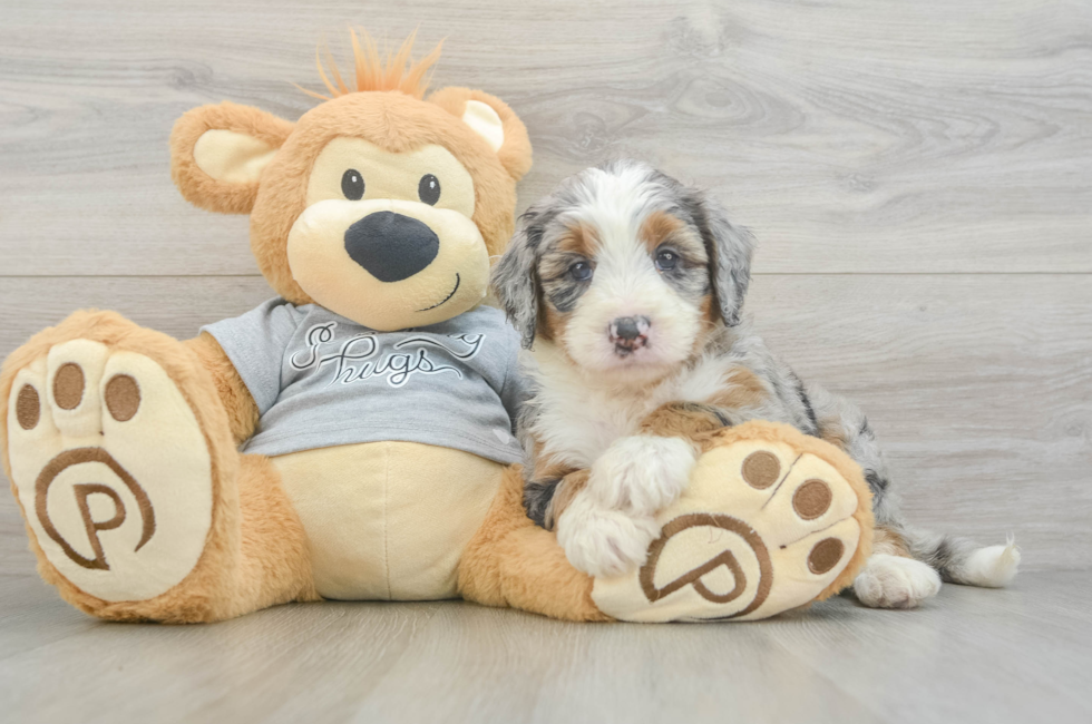 5 week old Mini Bernedoodle Puppy For Sale - Puppy Love PR