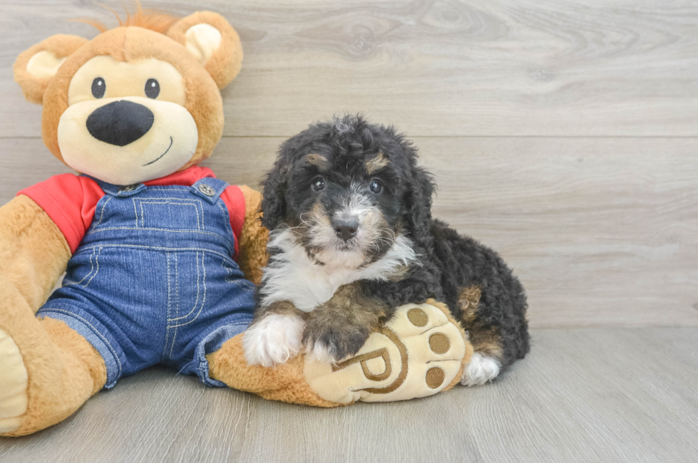 8 week old Mini Bernedoodle Puppy For Sale - Puppy Love PR