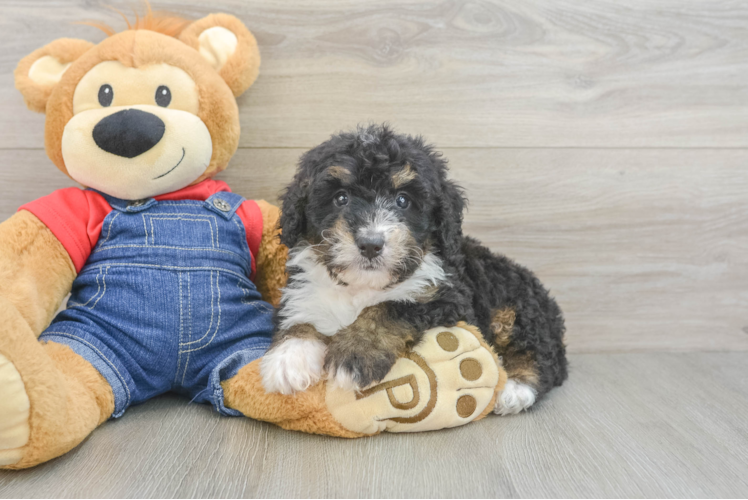 Meet Jayla - our Mini Bernedoodle Puppy Photo 1/3 - Puppy Love PR Hypoallergenic Bernadoodle Poodle Mix Puppy
