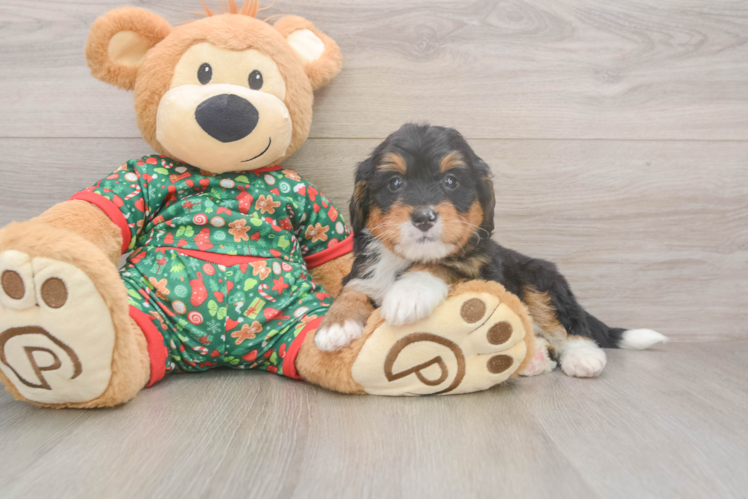 Popular Mini Bernedoodle Poodle Mix Pup