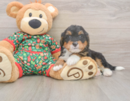 7 week old Mini Bernedoodle Puppy For Sale - Puppy Love PR