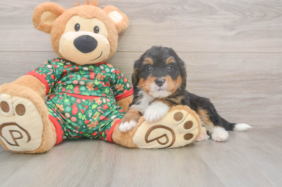 6 week old Mini Bernedoodle Puppy For Sale - Puppy Love PR