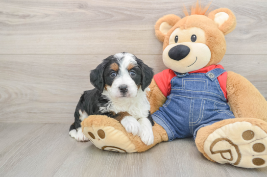 Mini Bernedoodle Puppy for Adoption