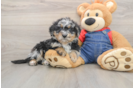Popular Mini Bernedoodle Poodle Mix Pup