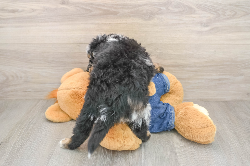 Funny Mini Bernedoodle Poodle Mix Pup
