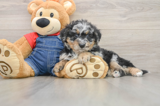 Mini Bernedoodle Puppy for Adoption