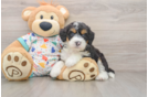 Mini Bernedoodle Pup Being Cute