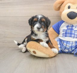 7 week old Mini Bernedoodle Puppy For Sale - Puppy Love PR