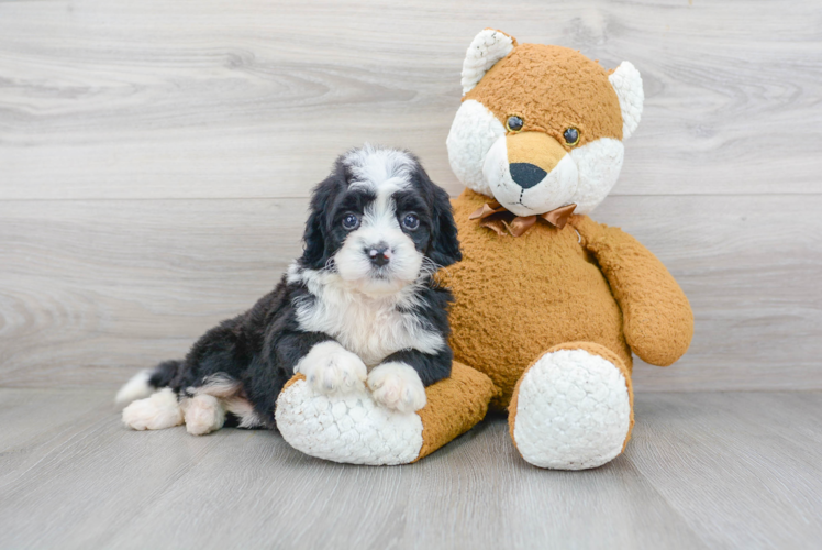 Cute Mini Bernedoodle Baby