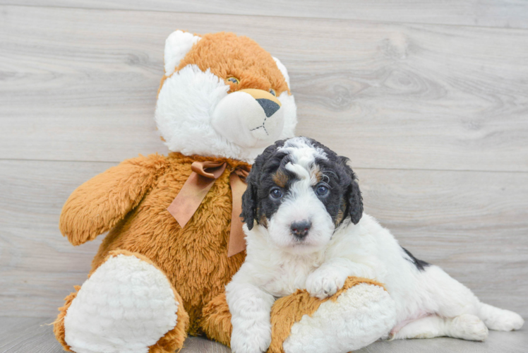 Meet Jedi - our Mini Bernedoodle Puppy Photo 1/3 - Puppy Love PR Funny Mini Bernedoodle Poodle Mix Pup