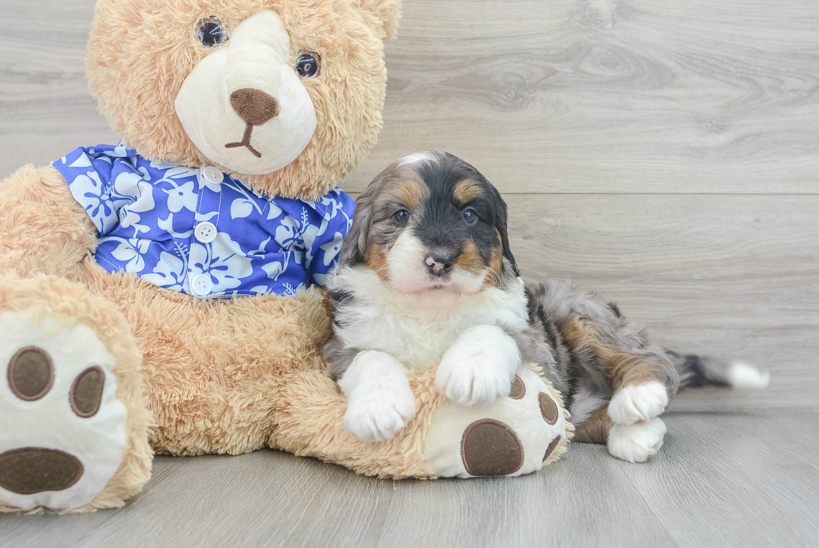 Mini Bernedoodle Pup Being Cute