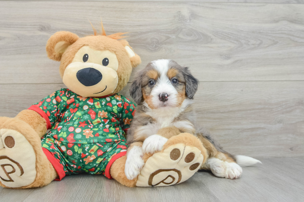 5 week old Mini Bernedoodle Puppy For Sale - Puppy Love PR