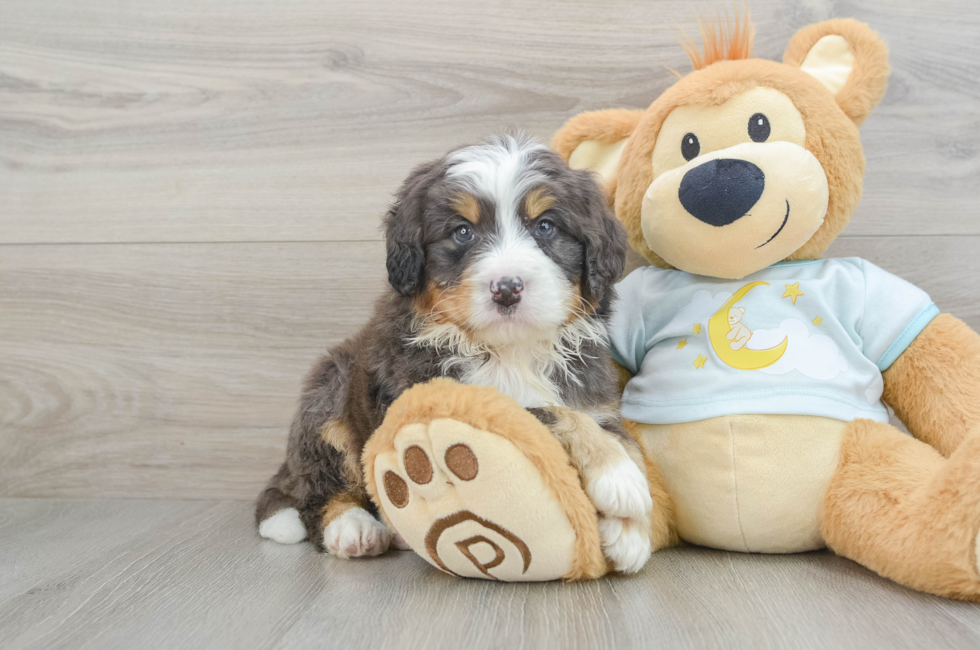 6 week old Mini Bernedoodle Puppy For Sale - Puppy Love PR