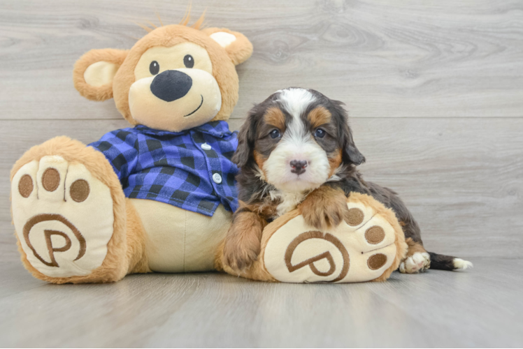 Friendly Mini Bernedoodle Baby
