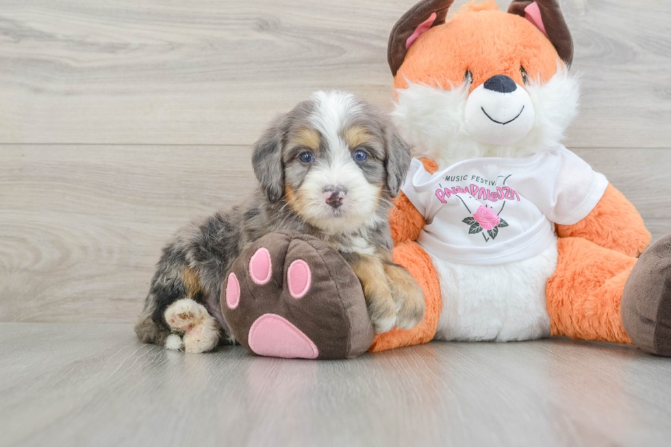 Friendly Mini Bernedoodle Baby